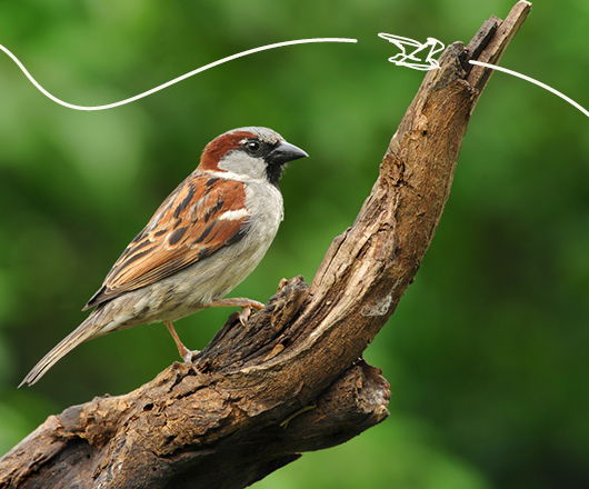 Hilfreiche Tipps im Vogelratgeber