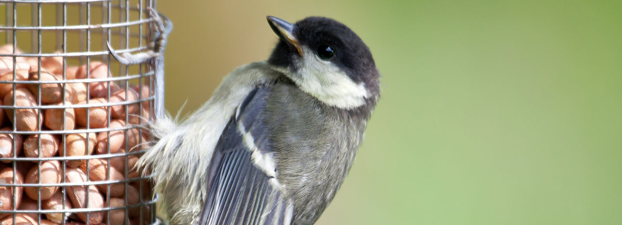 Futterspender fr Wildvgel Was ist wichtig