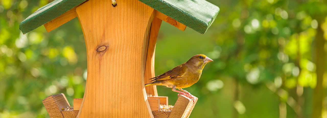 Brut und Aufzucht Wildvgel fttern im Frhling