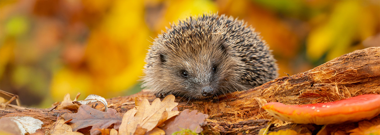 Sollte man Igel im Garten fttern