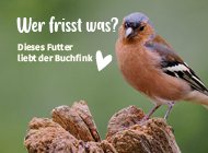 Hero Kachel unten - Wer frisst was