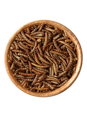 Mehlwürmer 125g