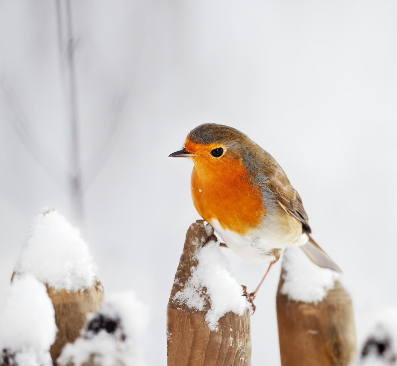 Rotkehlchen_Schnee 2