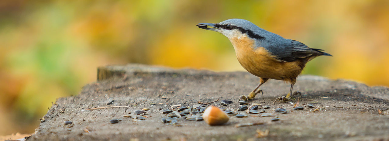 richtiges Wildvogelfutter das ganze Jahr