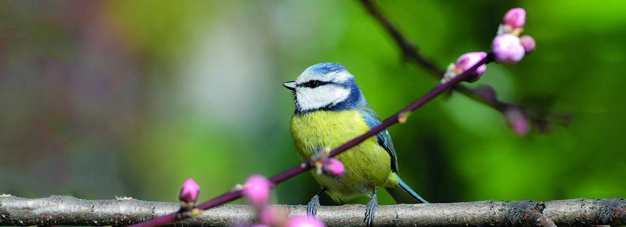 Vogelfreundlicher Garten Wie geht das