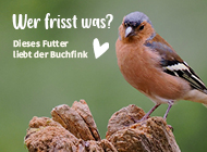 Hero Kachel unten - Wer frisst was