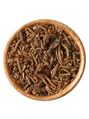Insekten-Mix 125g