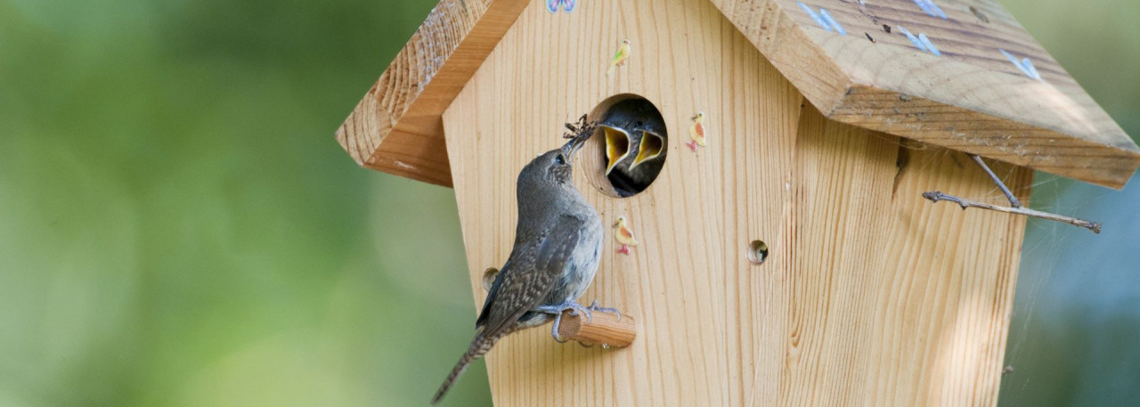 Vogelfutter in der Brutzeit_was fttern