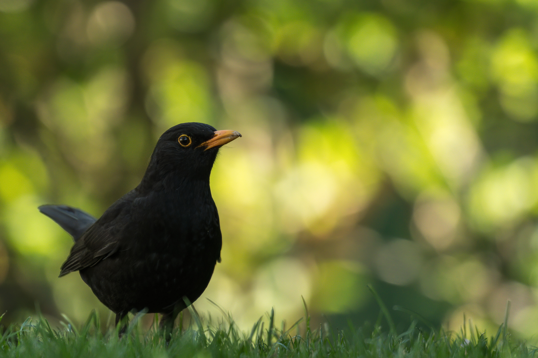 Amsel (1 von 1)